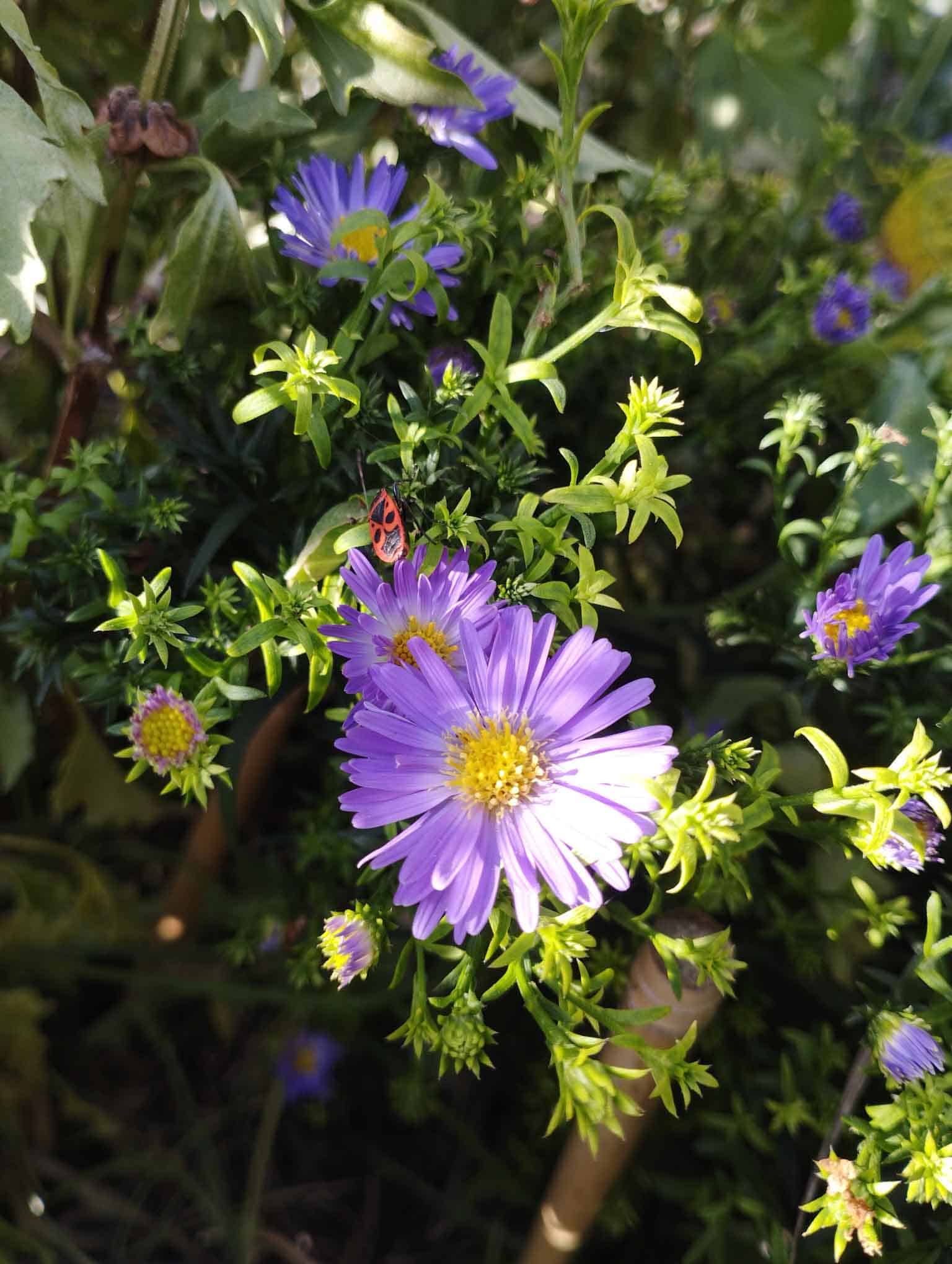 aster-1.jpg