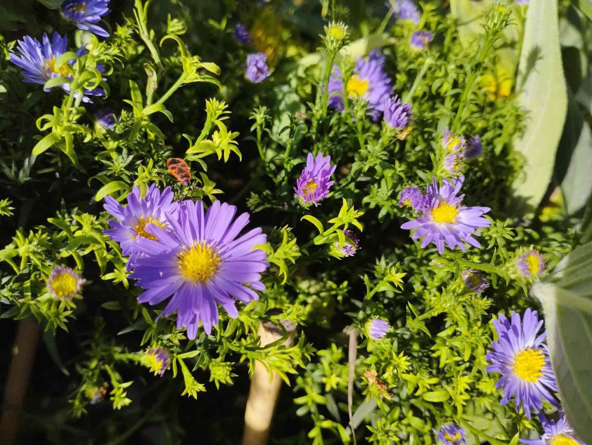 aster-2.jpg