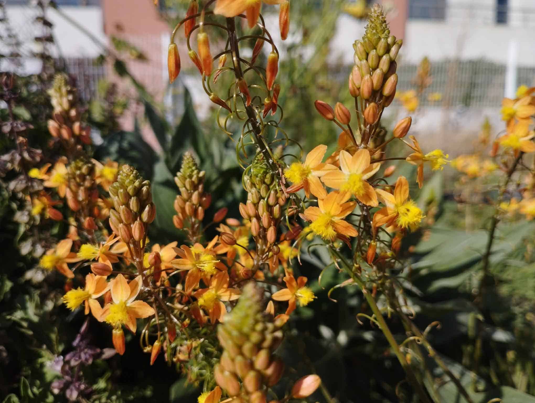 bulbine-jaune-1.jpg