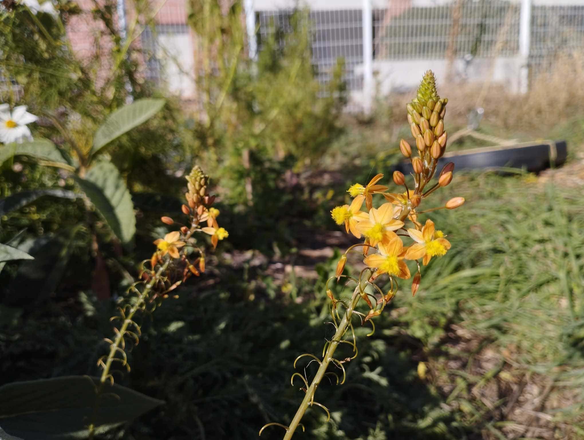 bulbine-jaune-2.jpg