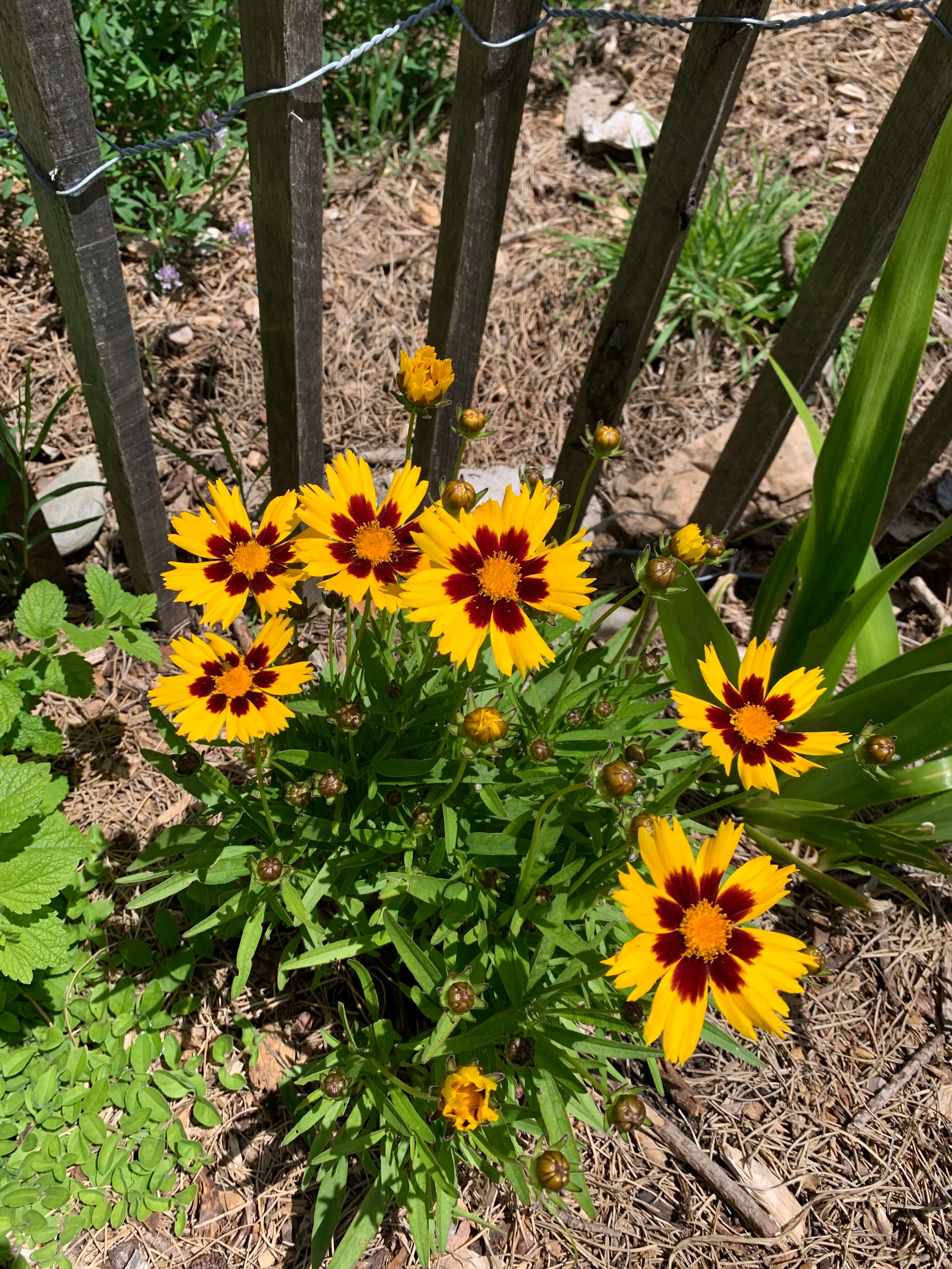 coreopsis-1.jpg