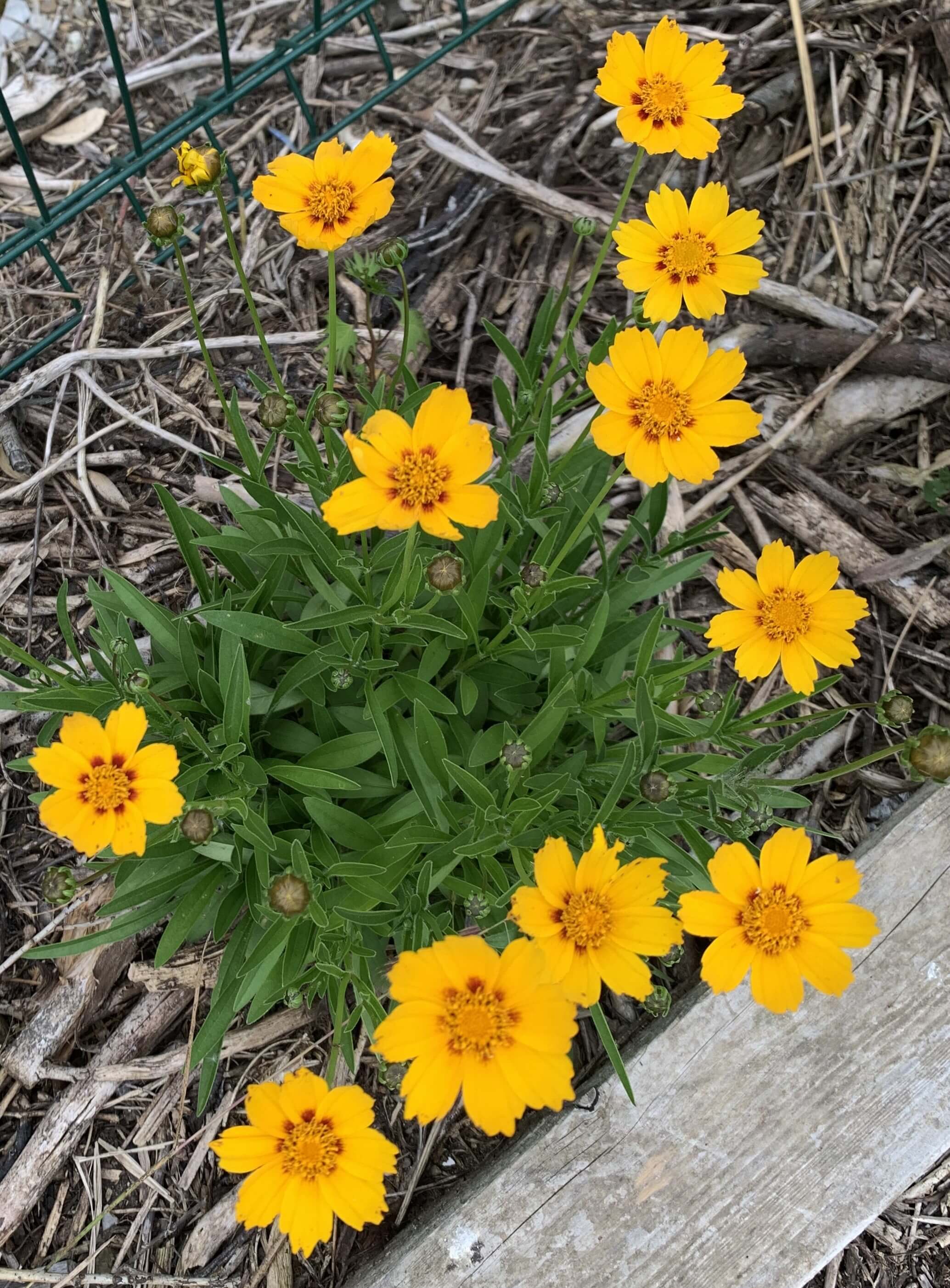 coreopsis-2.jpg