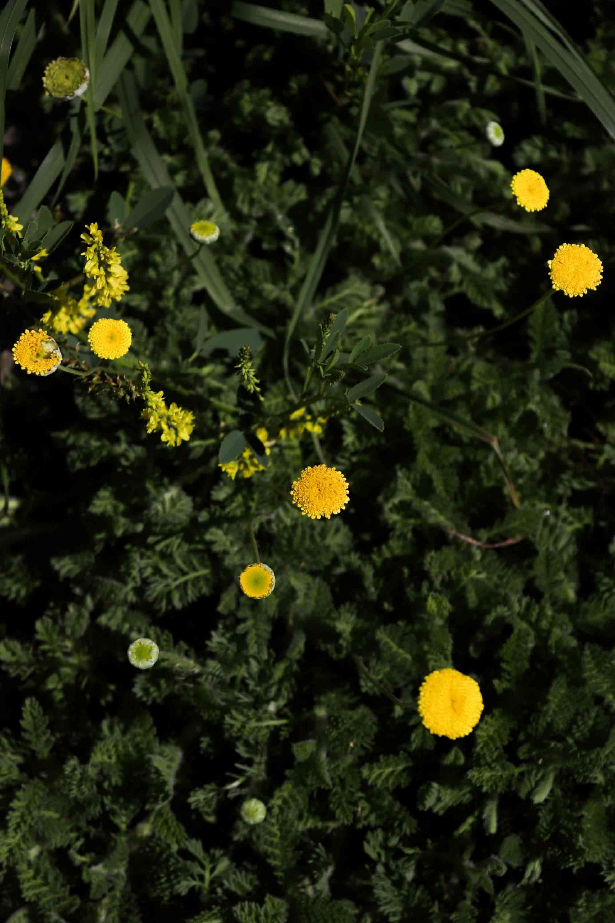 cotule-1.jpg