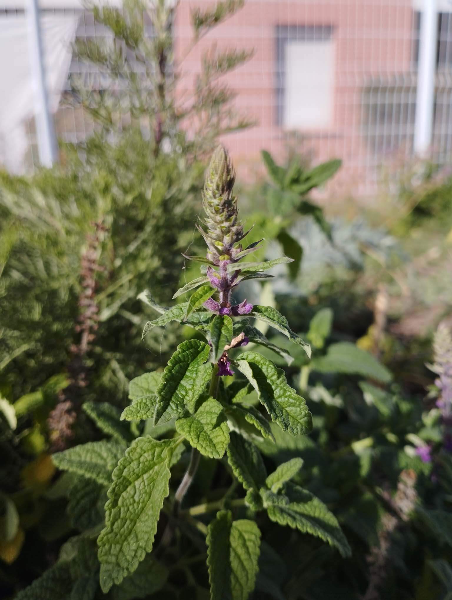 germandree-iran-2.jpg