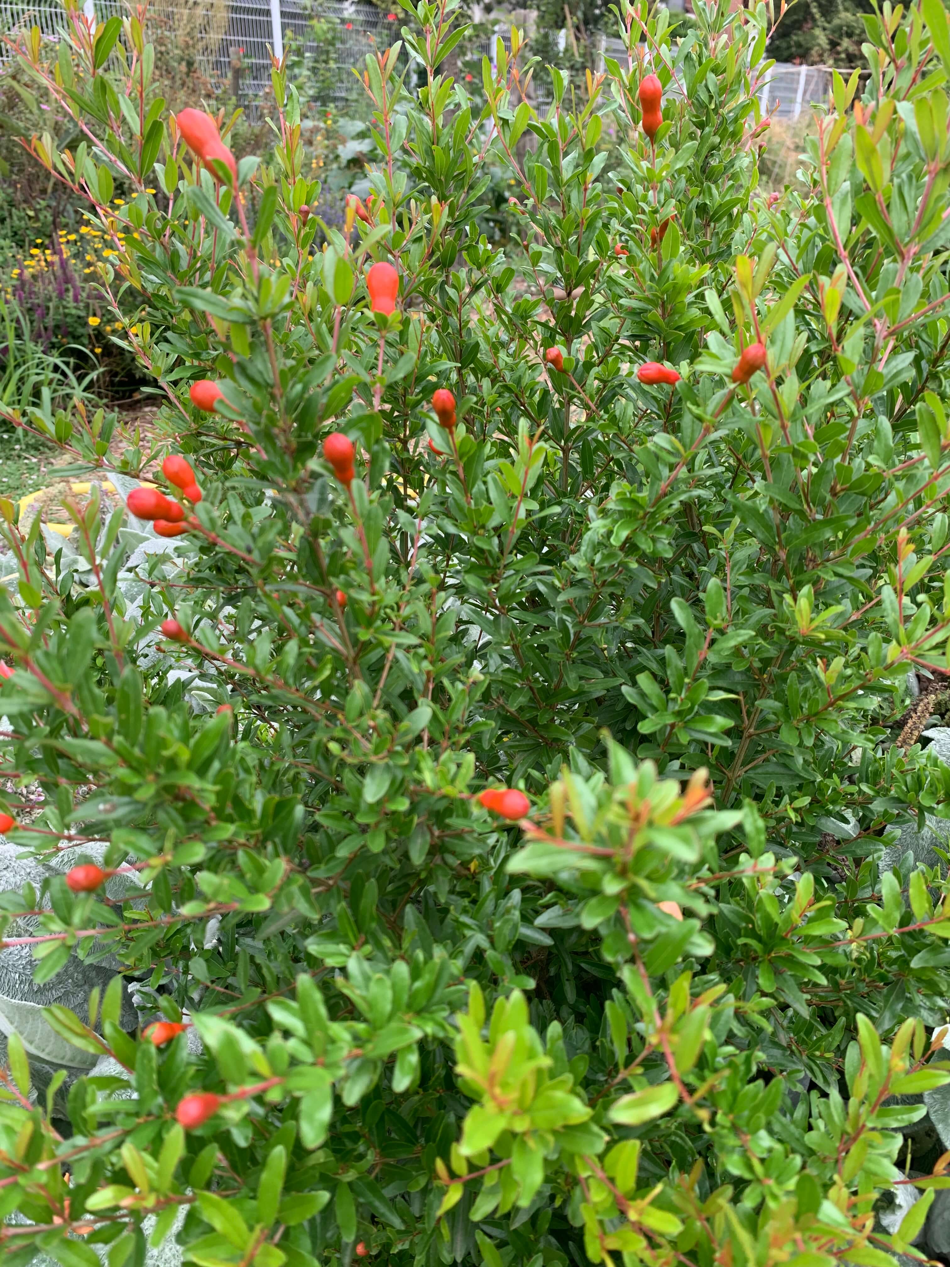 grenadier-nain-2.jpg