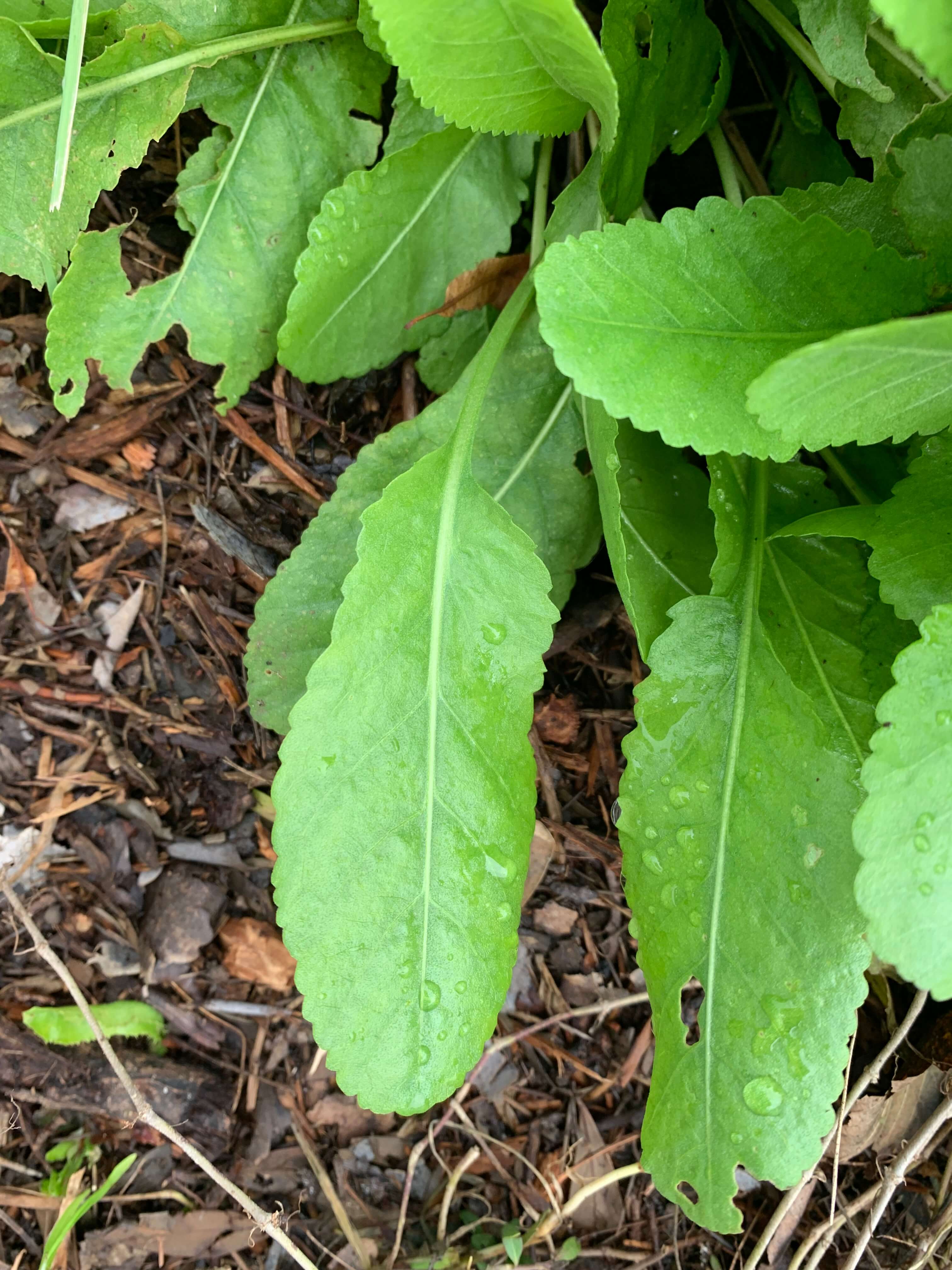 menthe-coq-1.jpg