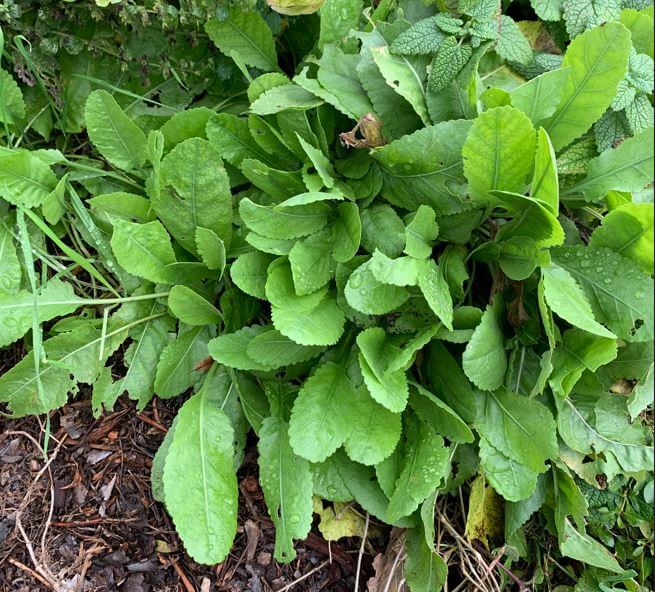 menthe-coq-2.jpg