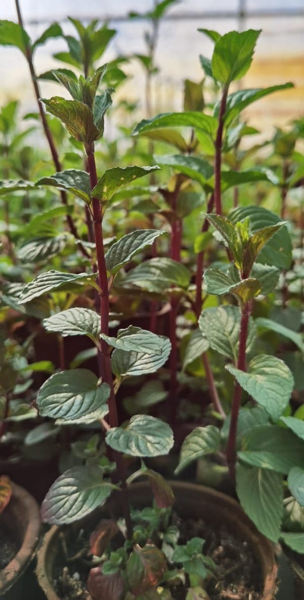 menthe-poivree-1.jpeg