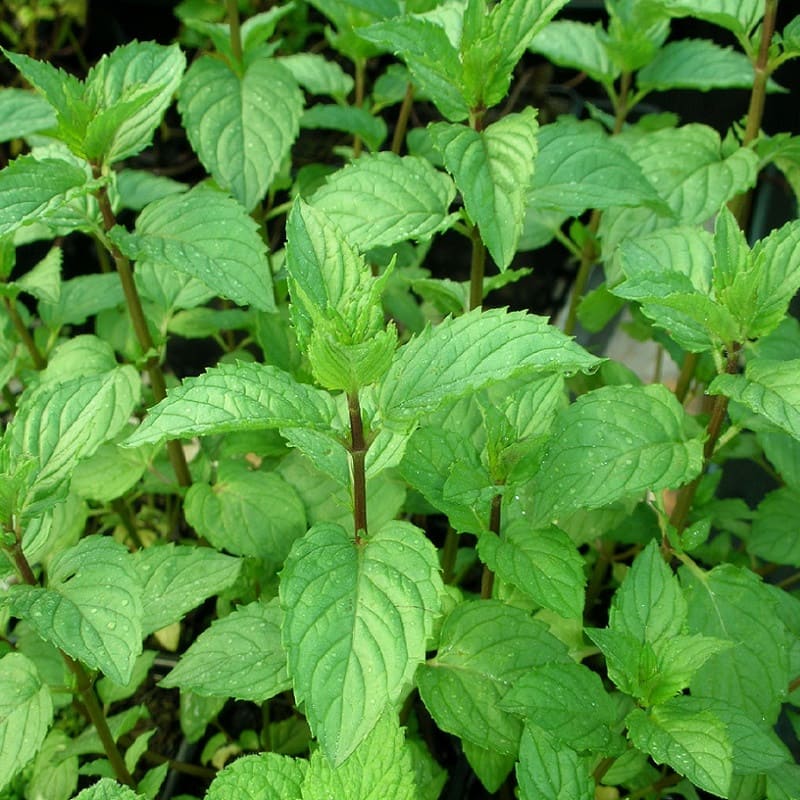 menthe-poivree-2.jpeg