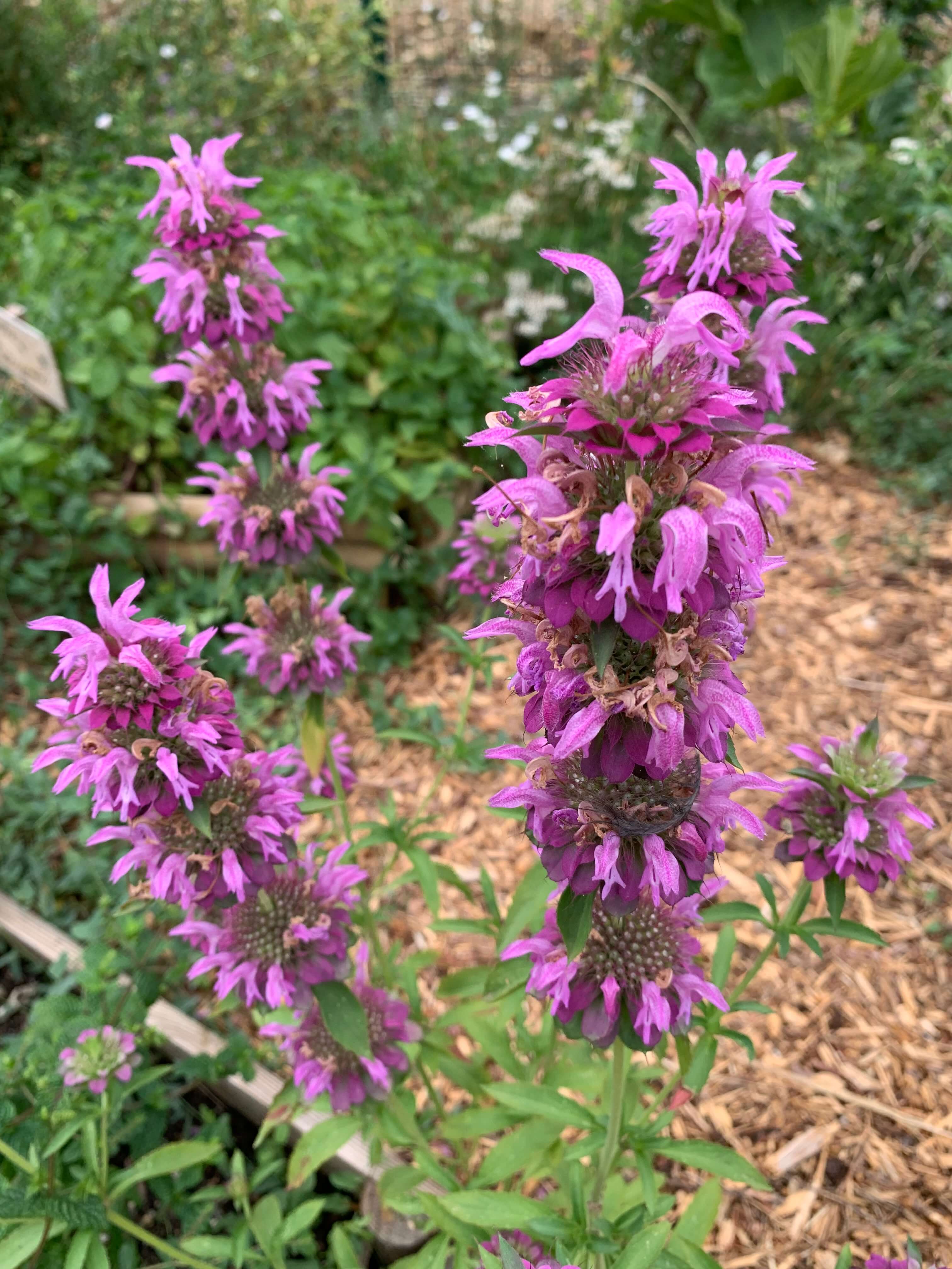 monarde-1.jpg