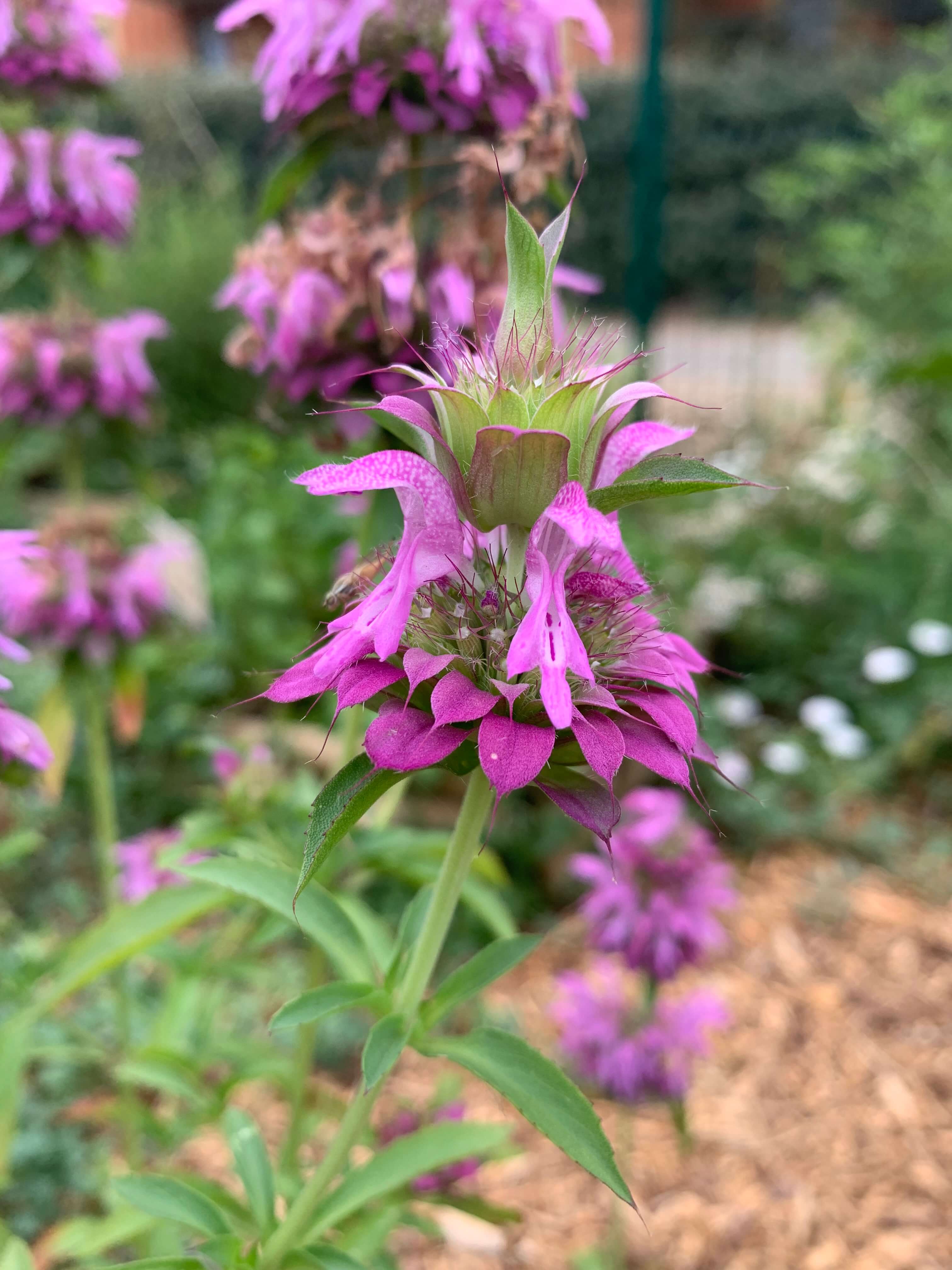 monarde-2.jpg