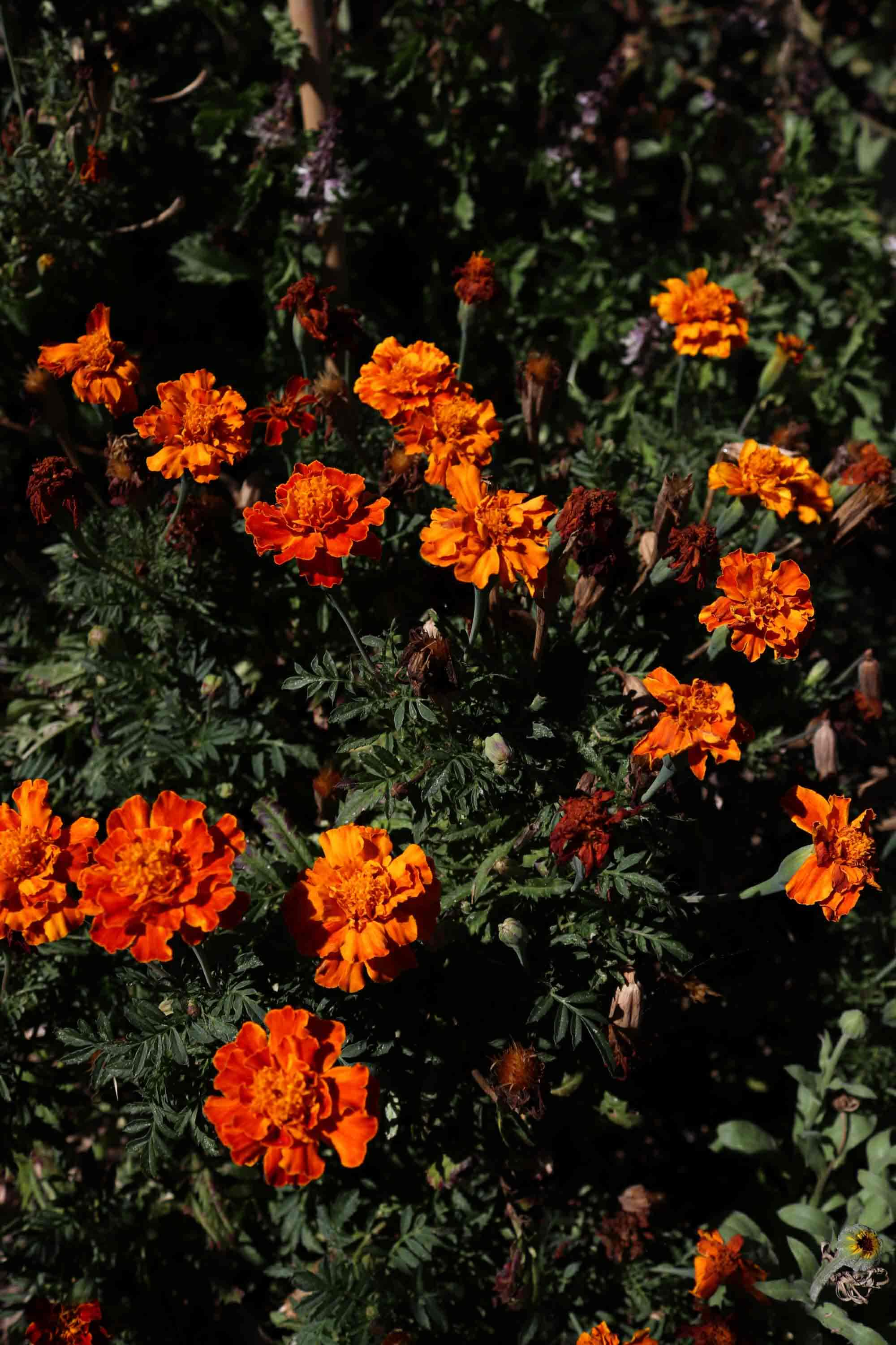 oeillet-inde-2.jpg