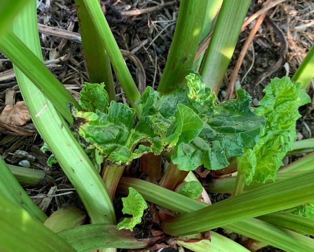 rhubarbe-1.jpg
