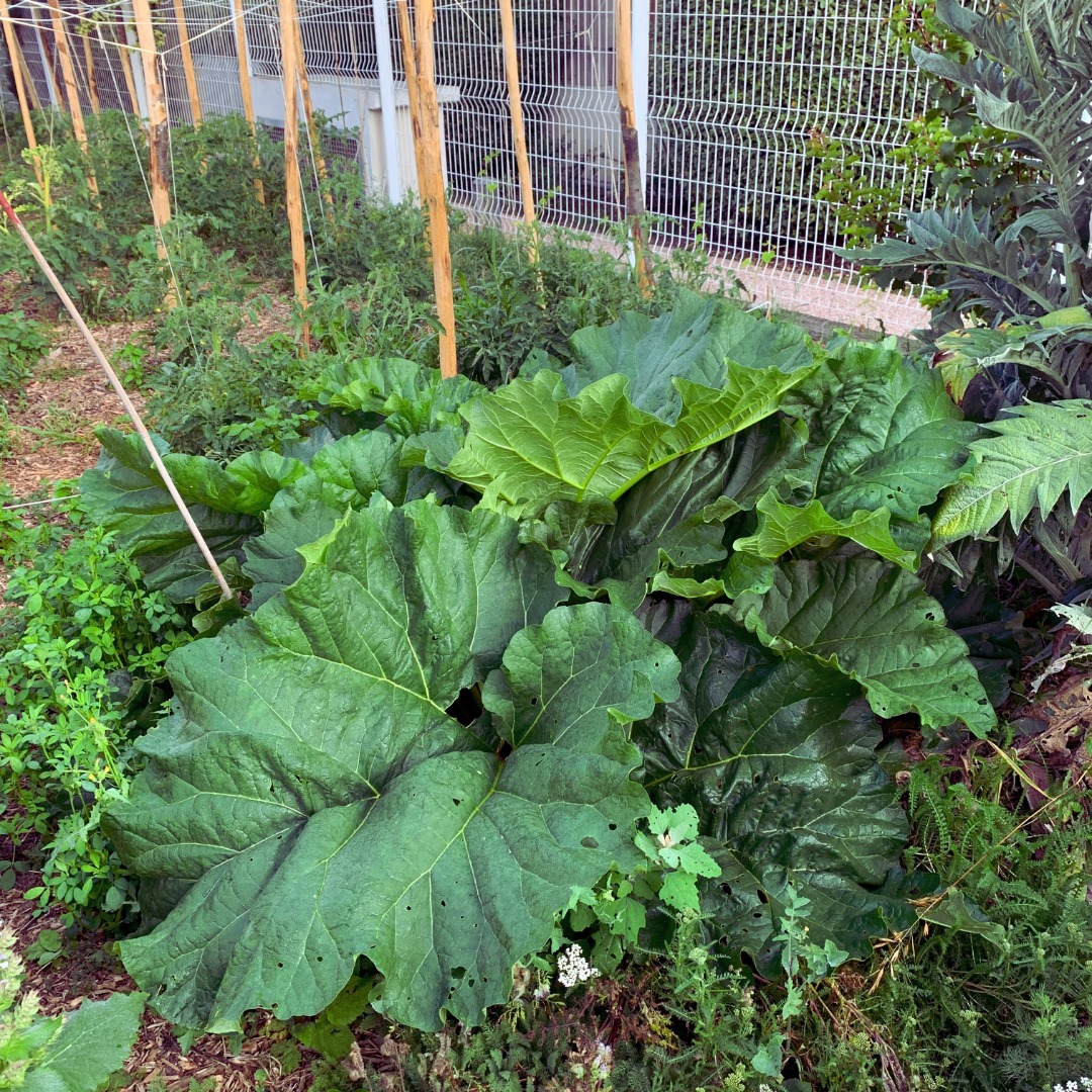 rhubarbe-2.jpg