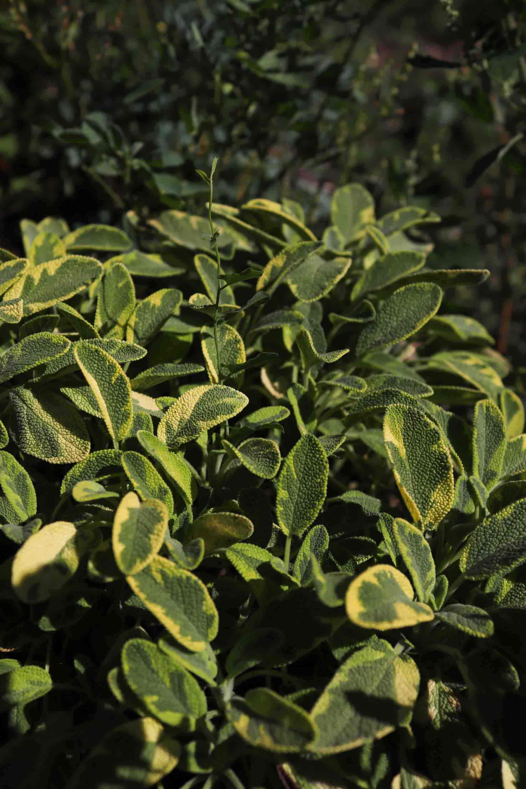 sauge-panachee-2.jpg