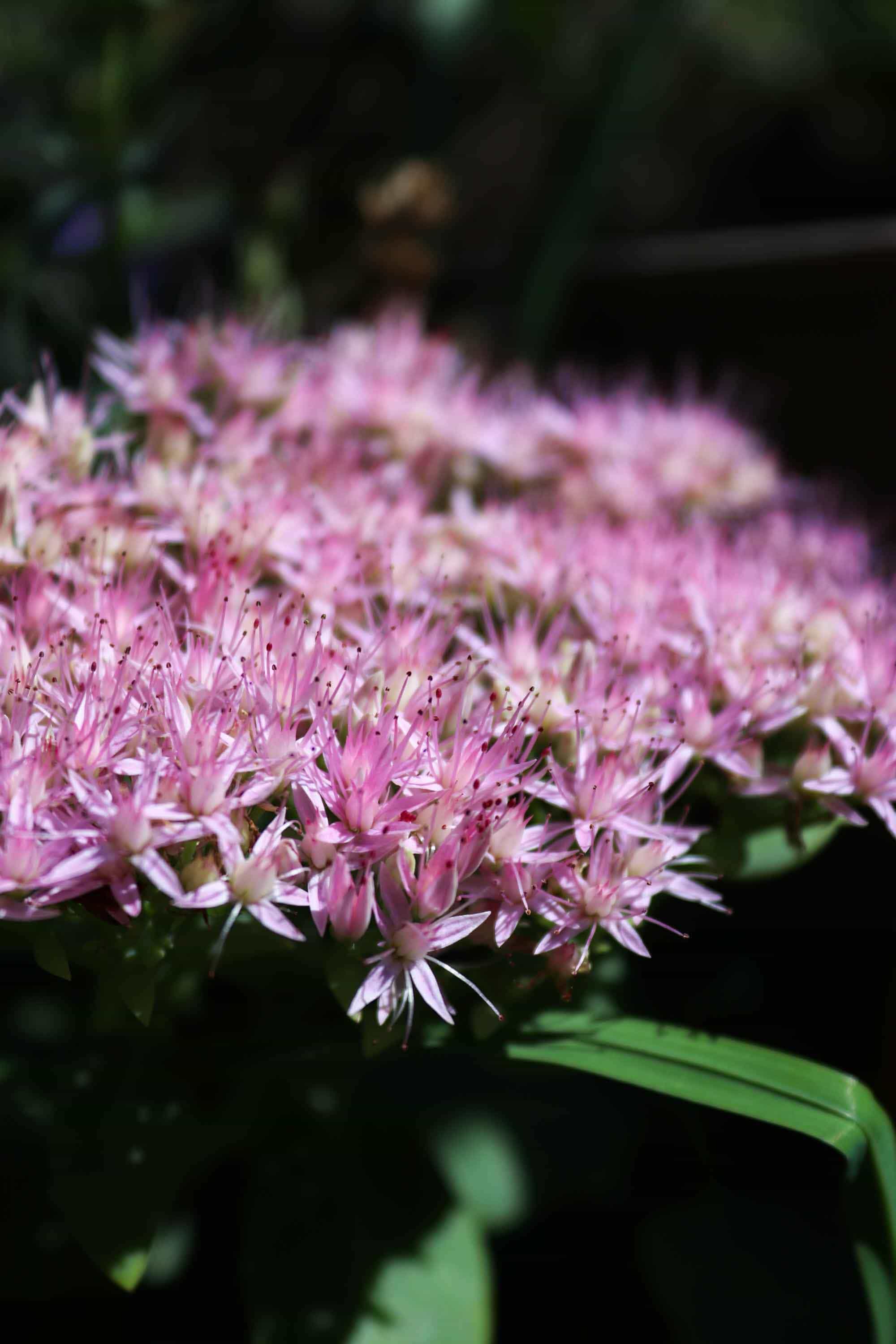sedum-spectabile-1.jpg