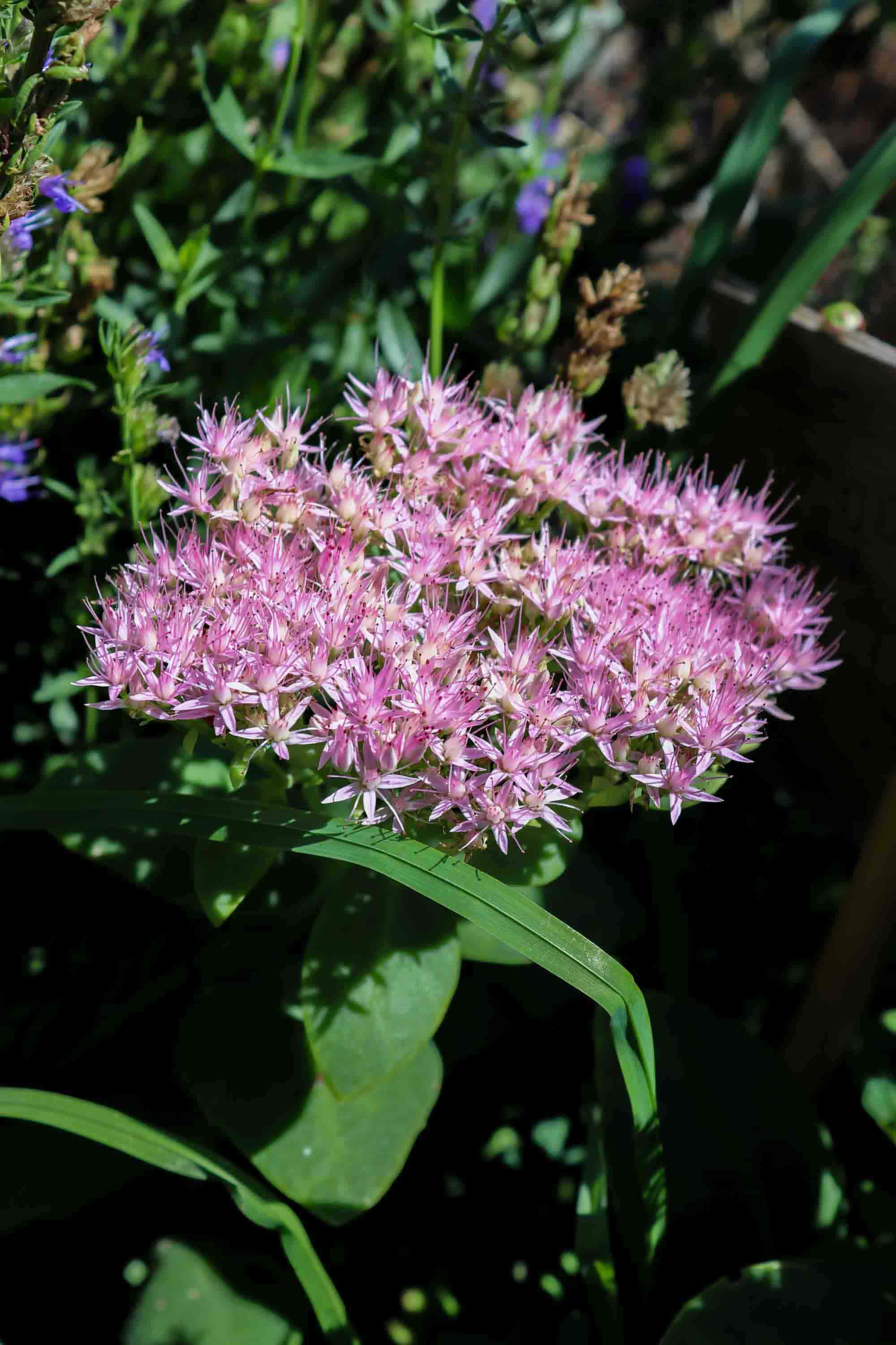 sedum-spectabile-2.jpg